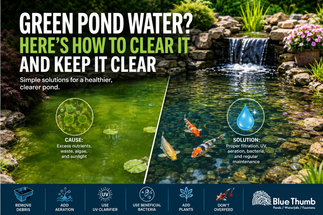 Why Is My Pond Water Green? How to Clear and Prevent Green Pond Water