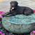 Brass Patina Reflection Bowl Fountain Kit with labrador retriever dog sitting in it