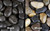 Polished Pebbles