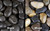 Polished Pebbles