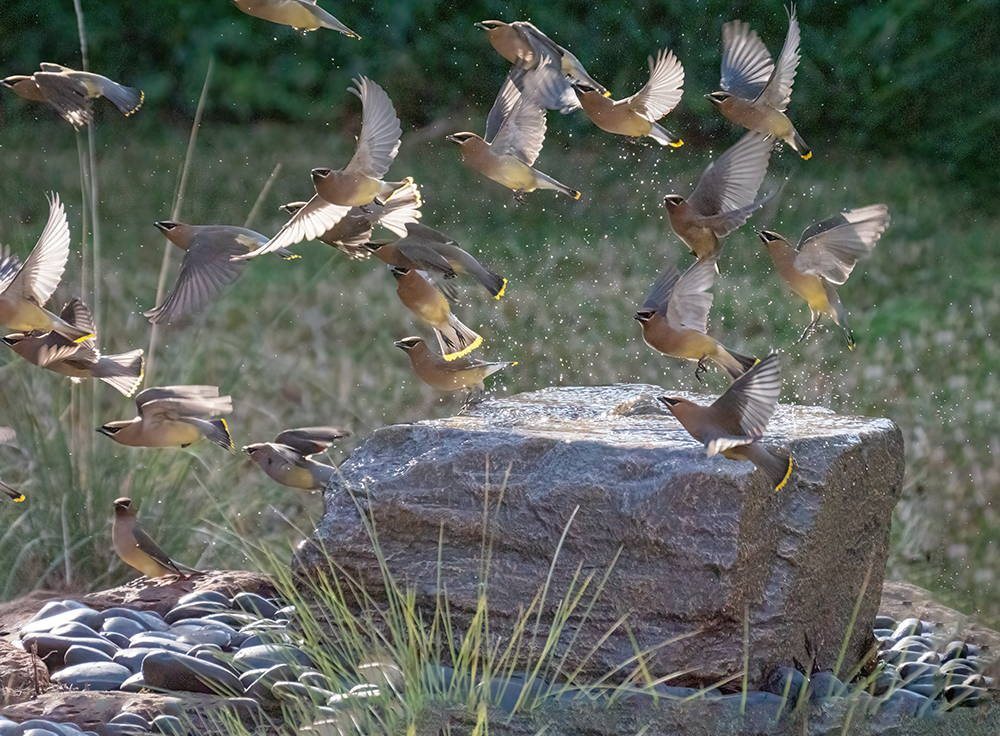 Sculpted birds above a LiquidArt water feature