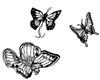 INSECT LORE 3D BUTTERFULY STICKERS PKG(2)