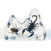 REAL SCORPION & SPIDER PAPERWEIGHT, IN ACRYLIC