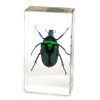 REAL GREEN CHAFER BEETLE PAPERWEIGHT, IN ACRYLIC