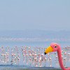 FLAMINGO WATERING CAN BOTTLE ATTACHMENT