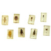 ENCASED INSECT SPECIMENS SET 1