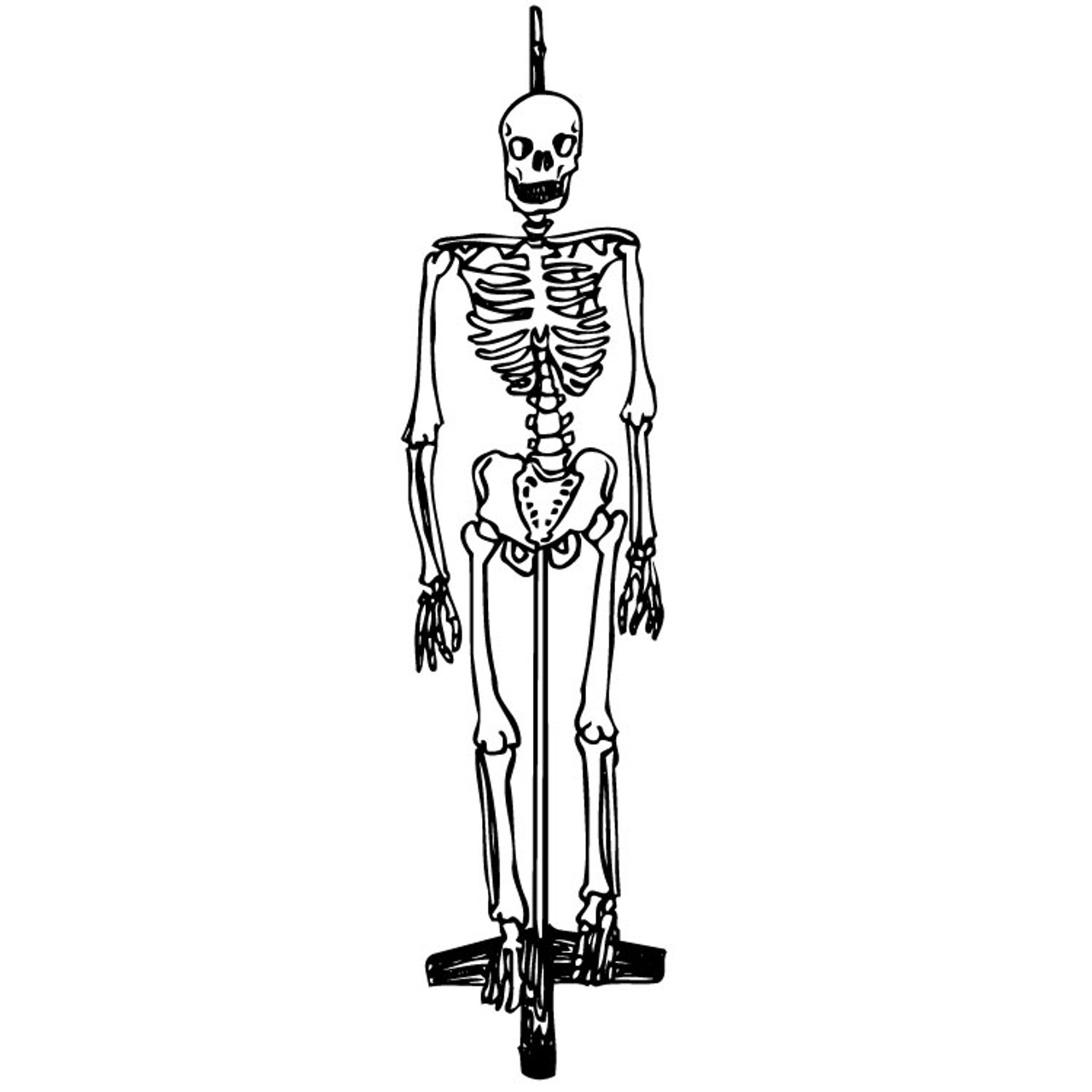 Life Sized Human Skeleton Model