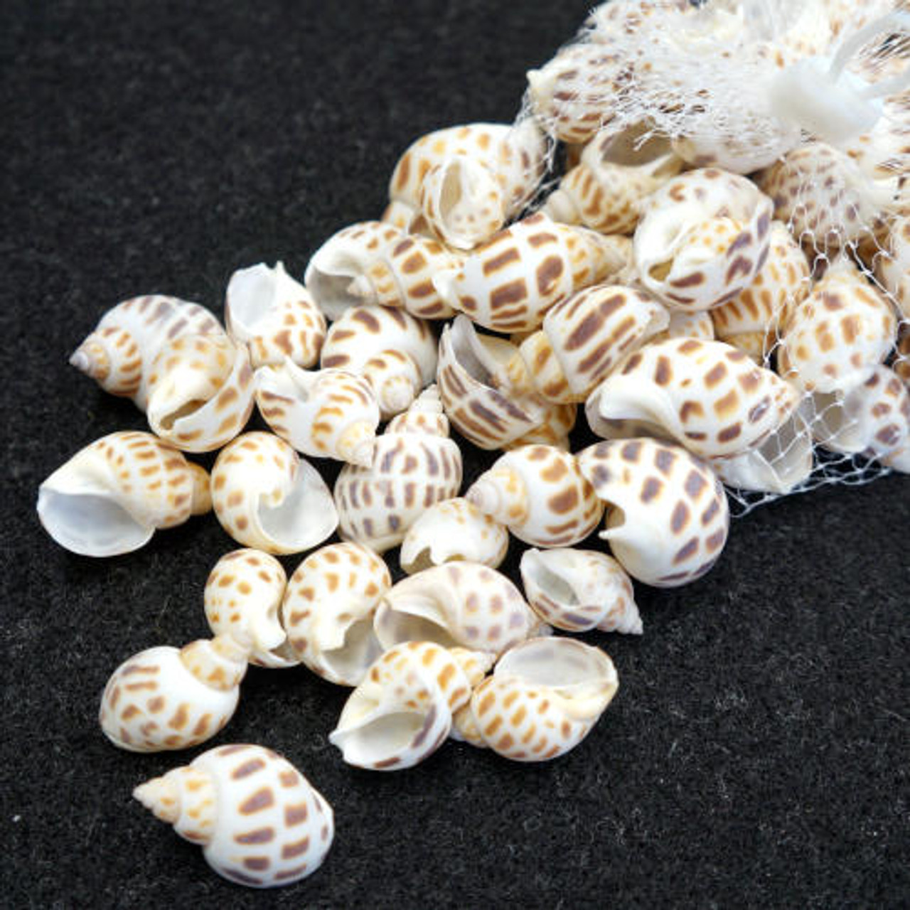 SHELLS, ASST, NUTMEG, SNAIL, 110 PCS