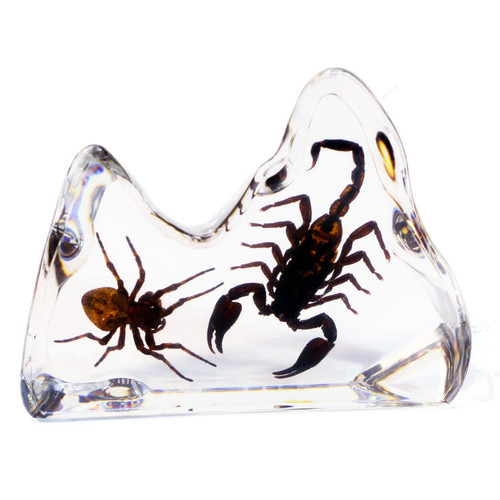 REAL SCORPION & SPIDER PAPERWEIGHT, IN ACRYLIC