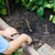 Seed Pop - Sweet Basil