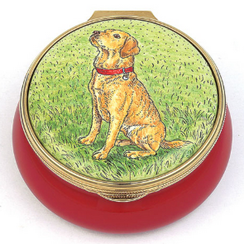 Staffordshire Golden Labrador