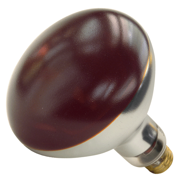 Shat-R-Shield 01699W Heat Lamp Bulb Red Shatterproof 250 Watt