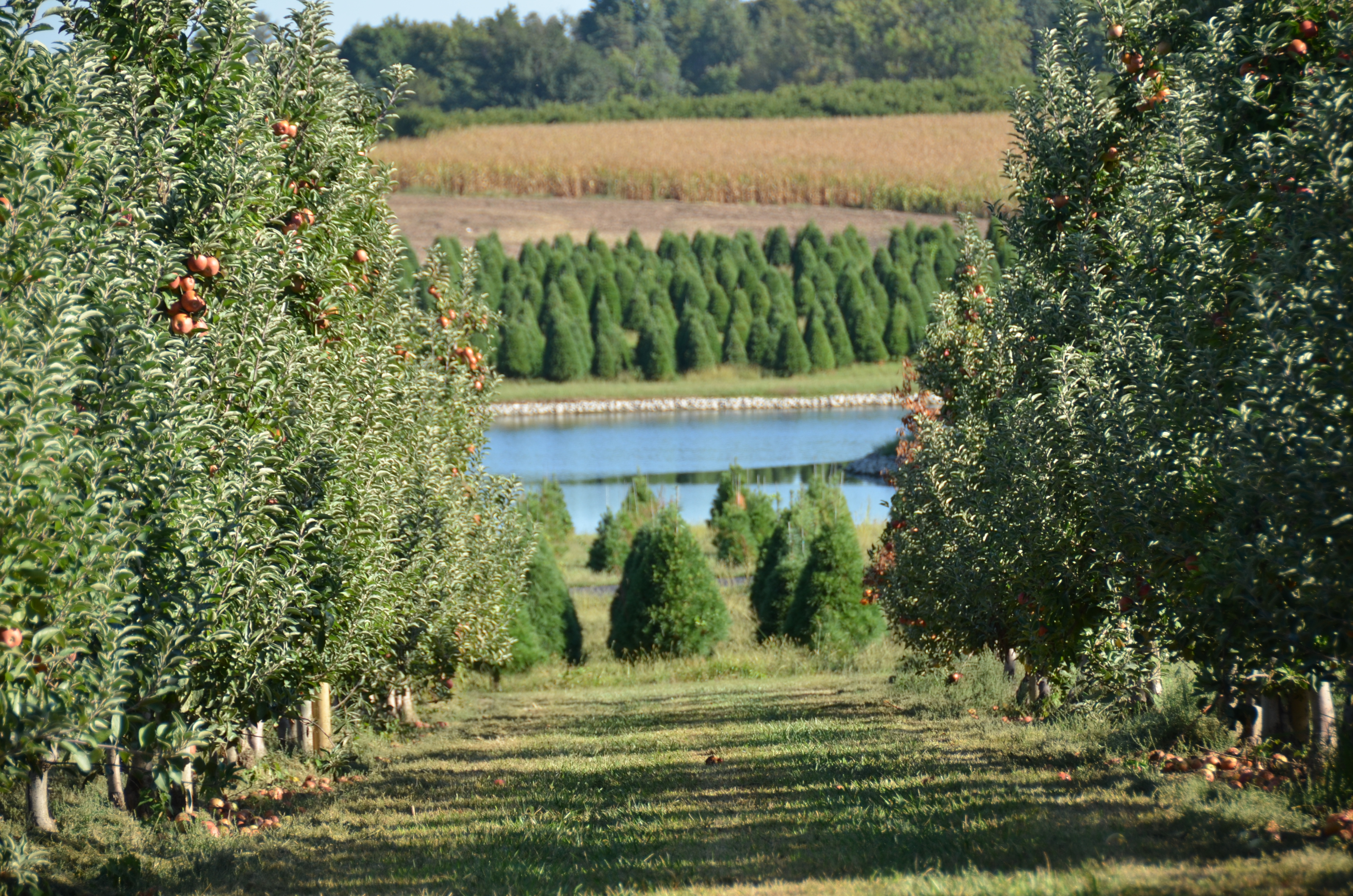 Picture of Eckert's Apple Orchard