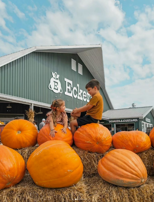 Picture of Eckert's Farm and pumpkins
