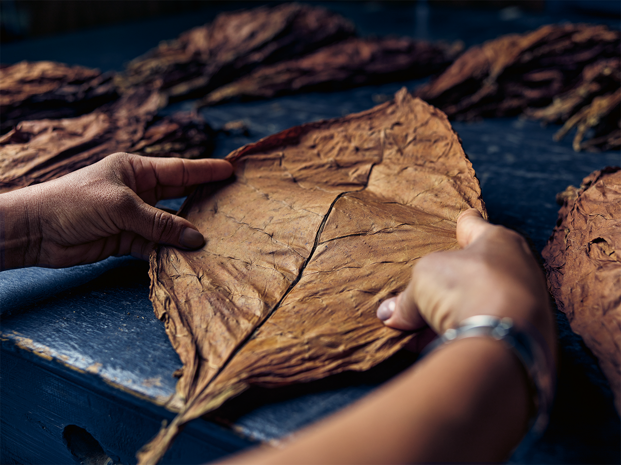 Cigar Tobacco Regions
