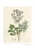 Green Posy Wall Art