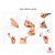 3M Command Picture Hanging Strips Medium - Pack of 4's (17201)