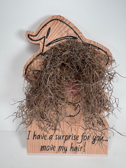 Halloween Witch Wall Decor – Funny Wooden Witch with Moss Hair – “Move My Hair” Surprise Halloween Witch Wall Decor – Funny Wooden Witch with Moss Hair – “Move My Hair” Surprise