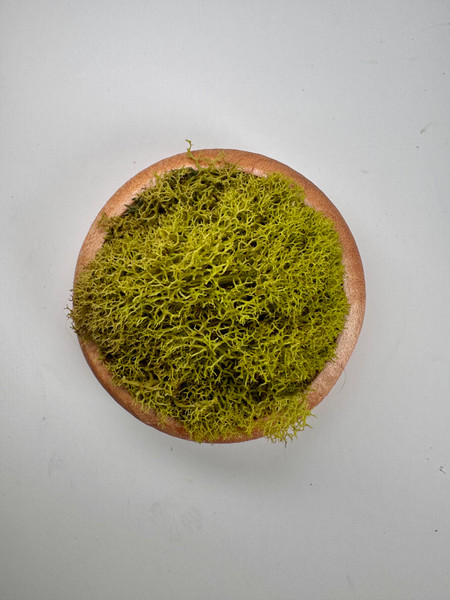 Round Wooden Magnets – Oak