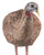 Avian X AVXAVX8008 LCD Breeder Hen Turkey Species Multi Color Dura-Rubber (4PP48)
