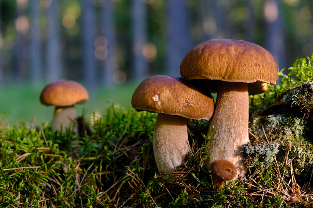 Are Mushrooms Poisonous to Dogs?