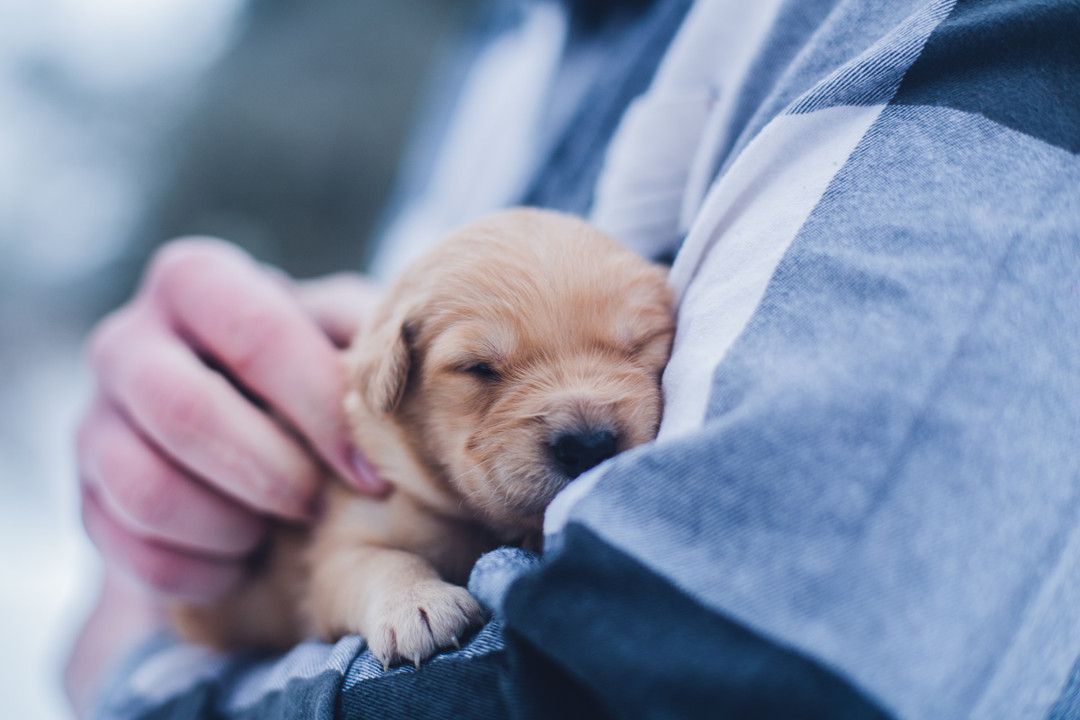 Study Shows You Are Your Dog’s Favorite Smell