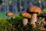 Are Mushrooms Poisonous to Dogs?