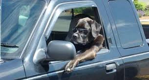 Have You Heard of Power Windows Auto-Reverse Safety Feature?