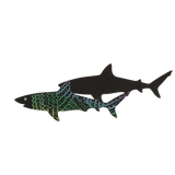 4de5j5so650kdajpernkc6362n-14231-Scratch-Art-Marine-Life-lifestyles-shark-2.png
