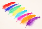 jtdl0gvrq54rfdngrmqh2d6k5h-15152-Bertie-Fancy-Ruffle-Feathers-Assorted-Colours-50pc-3.jpg