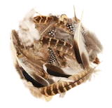 ccts8fi0h16v1809dgg4jrt07d-15153-Bertie-Neutral-Feathers-Assorted-Varieties-50pc-3-web.png