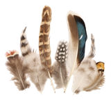 tpg4sfcfbt55bb1eqeojej5s5m-15153-Bertie-Neutral-Feathers-Assorted-Varieties-50pc-4-web.png