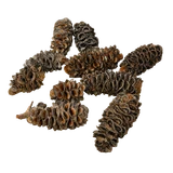 cv94ic6vvd4g13rairpmpu6l4h-15231-Natural-Dried-Banksia-Pods-5-12cm-15pc-Stringybark--Web.png