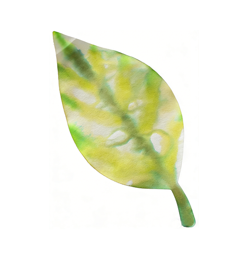 062pml59np20p80vbjl1lqju7h-14616-Bertie-Colour-Diffusing-Leaves-20cm-48pc-5.png