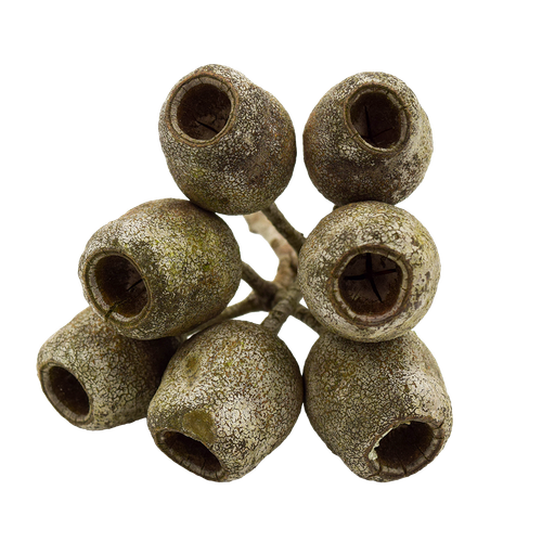 1f7t2679tl56j024t1naqa6h0f-15230-Natural-Dried-Gumnuts-2-4cm-30pc-Stringybark-3-Web.png