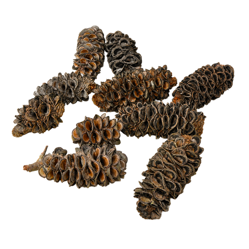 cv94ic6vvd4g13rairpmpu6l4h-15231-Natural-Dried-Banksia-Pods-5-12cm-15pc-Stringybark--Web.png