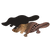 7bp9gb188d27r6u7lklbp6kf47-14227-Scratch-Art-Australian-Animals-Lifestyle-platapus.png