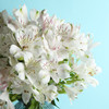white austromaria flowers in a dark vase