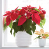 poinsettia plant for Christmas