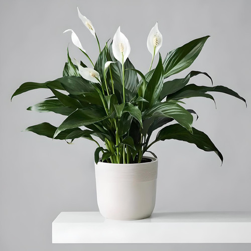 Serene Peace Lily plant for sympathy gift delivery in Houston from BloomGol.

Alternative Alt Text: A full Spathiphyllum plant with white flowers in a white ceramic pot on a shelf.