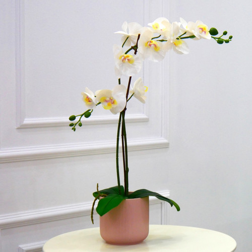 white orchid plant in pot for delivery in Houston tx zipcode 77077, 77042, 77079, 77056