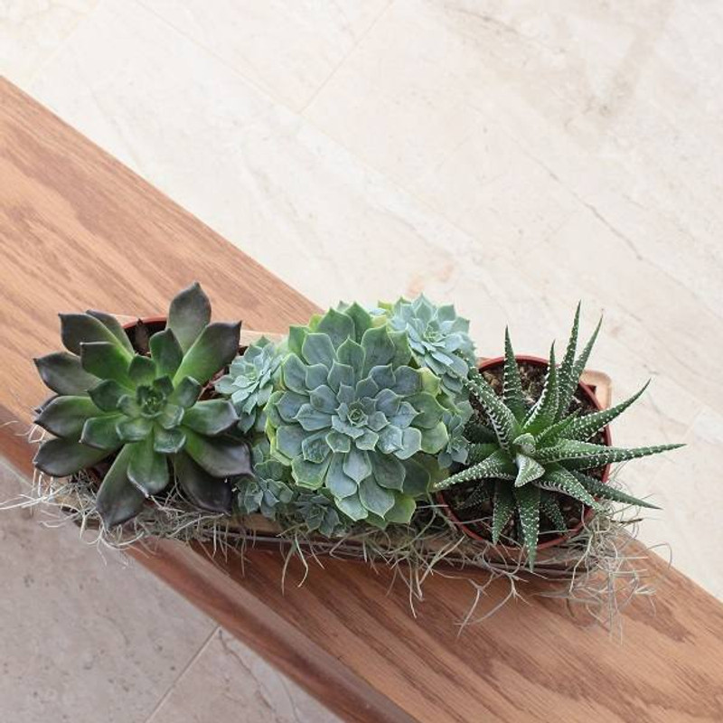 Succulents