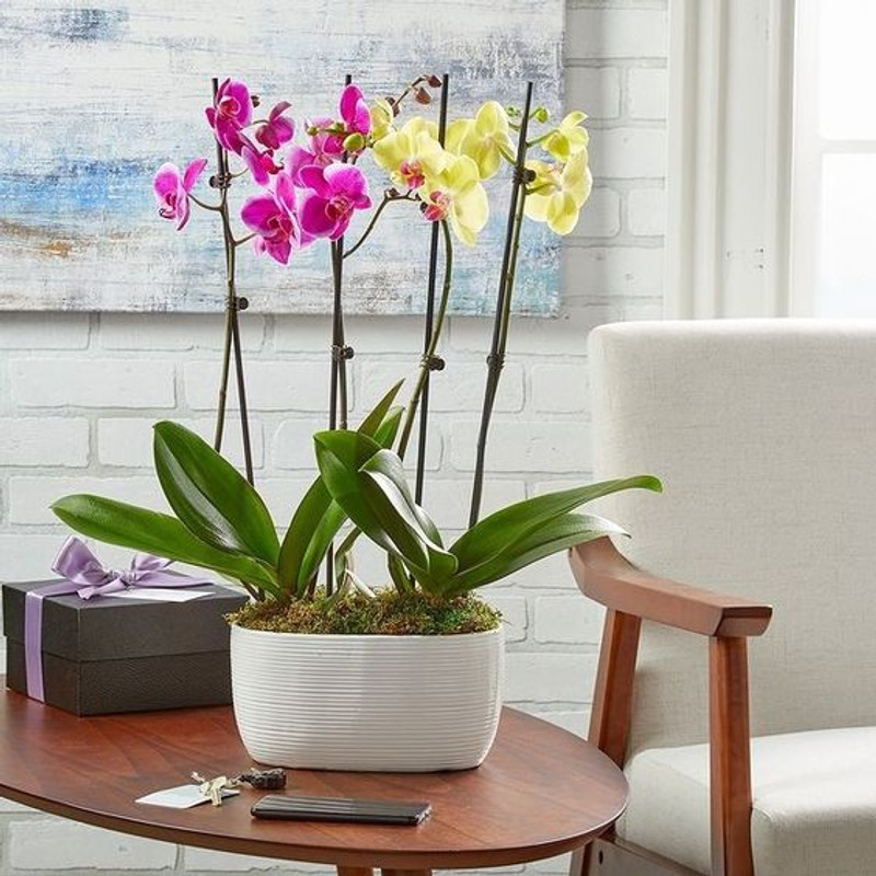 purple orchid and yellow plants in pot. also yellow orchid plants in a pot