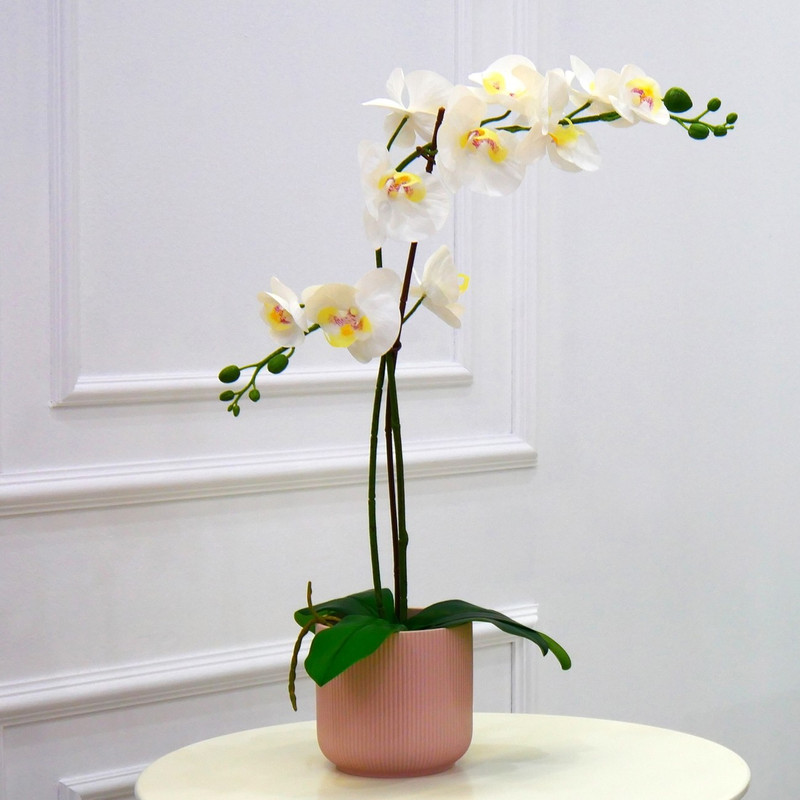 white orchid plant in pot for delivery in Houston tx zipcode 77077, 77042, 77079, 77056