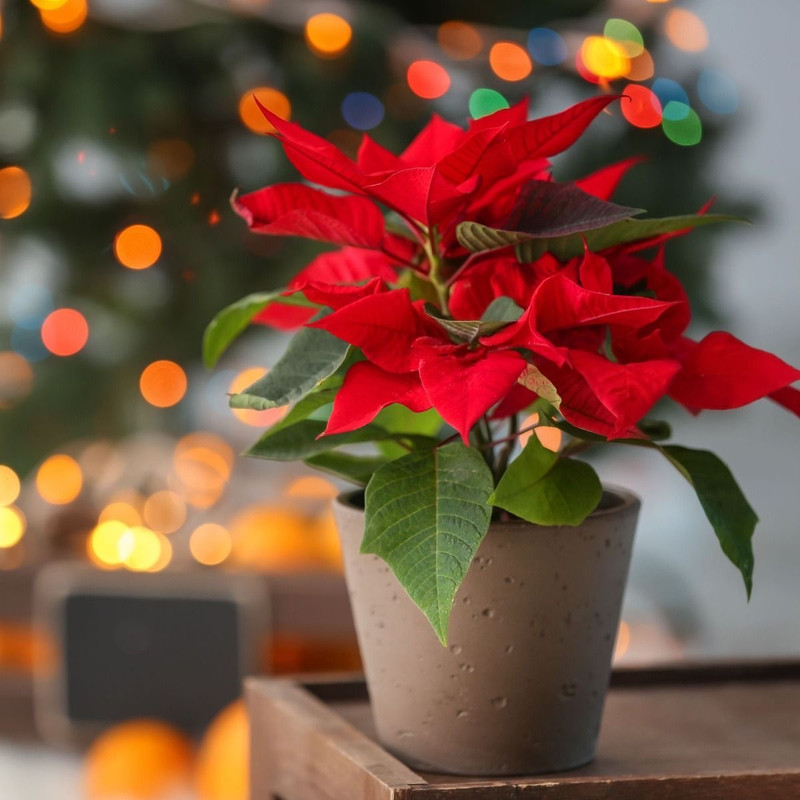 poinsettia plant in pot for thanksgiving table and decoration
