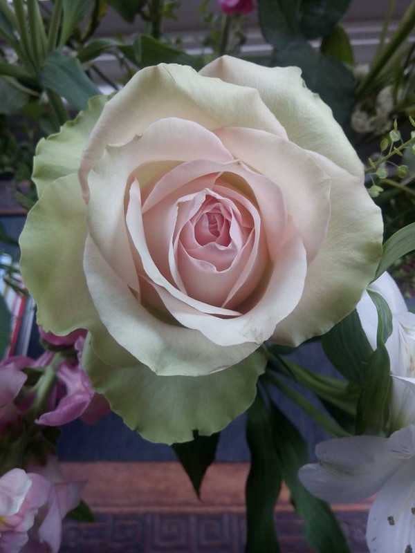 The Rose Colors Meaning