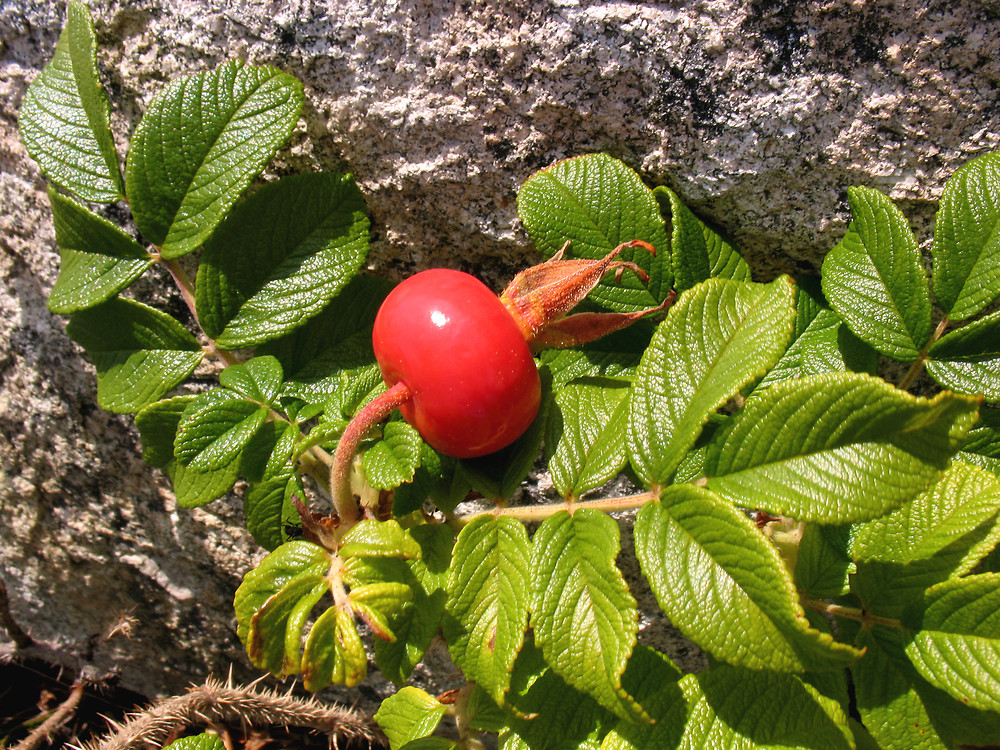 Fall seasons flowers and garden