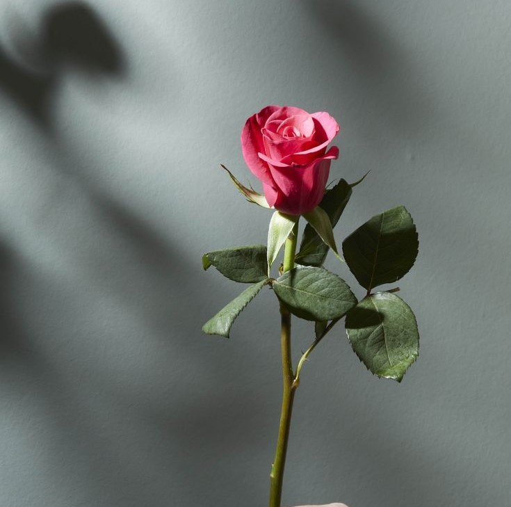 Symbolic meaning of flowers 