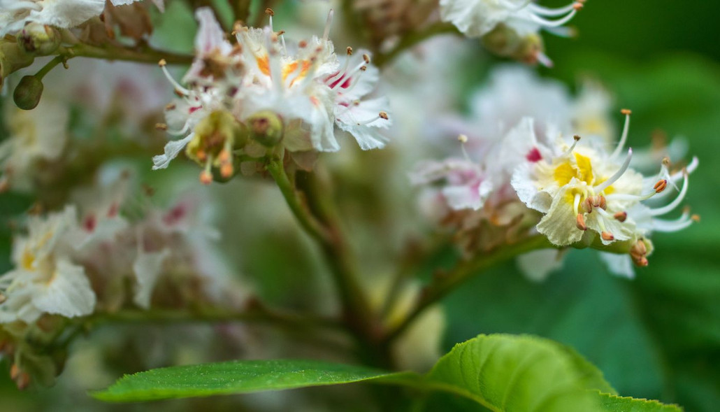 How Horse Chestnut Extract Can Boost Your Skin Care Routine