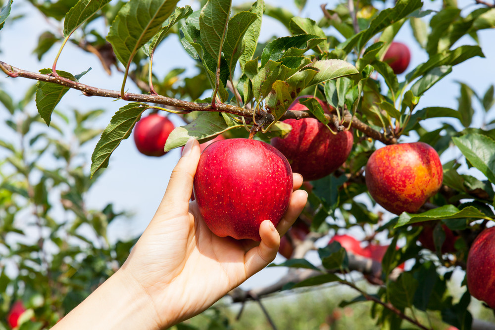 The Best Places to Go Apple Picking This Fall: A Guide for America’s Best Orchards